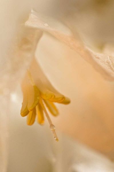 Rotenberg, Nancy 아티스트의 USA, Georgia Close up of pale peach flower작품입니다.